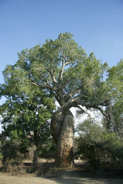 The "Lovely" Baobab