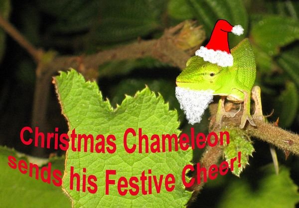 Christmas Chameleon!