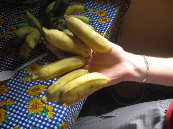 Finger Sized Bananas