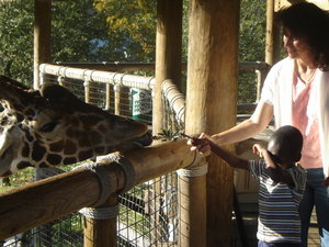 Feeding the Giraffs