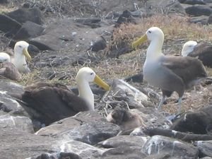 more albatros