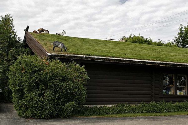 Grazing on the Roof