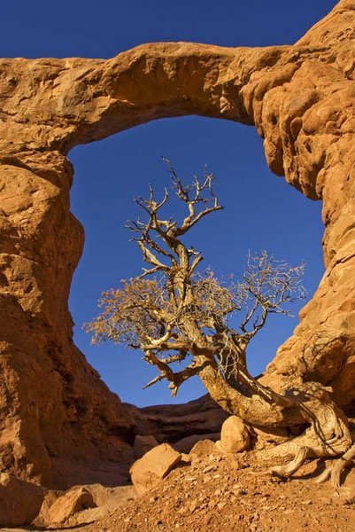 Tree framed in Turret Arch