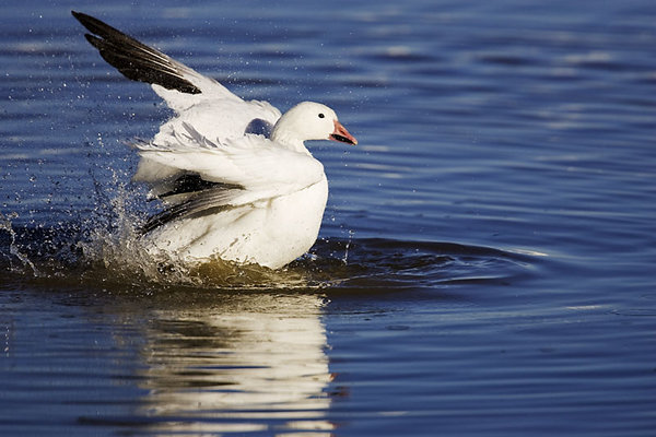 Snow Goose bathing