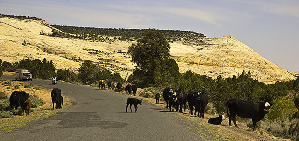 Cattle on Burr Trail