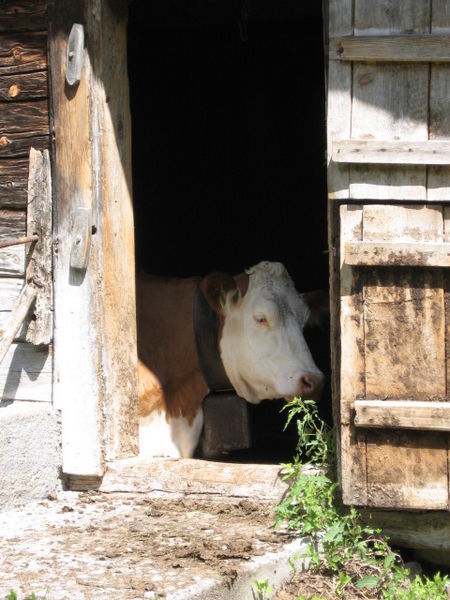 cow in shed