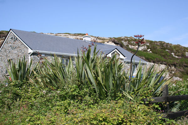 New Zealand flax in Connemara