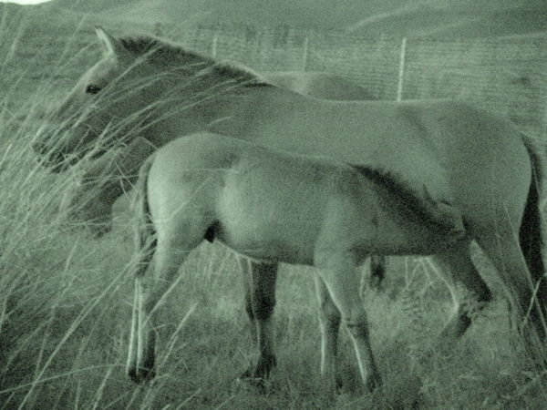 Przwalski Horse and Foal