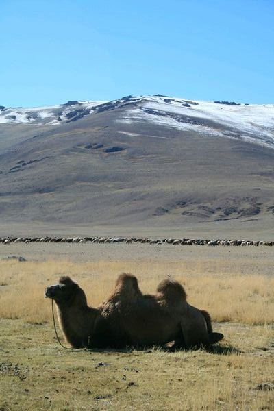 Camel and Mountains