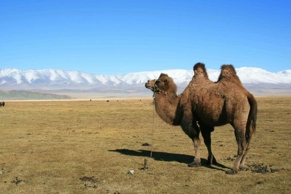 Another Camel and Mountain Shot