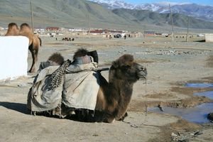 Trusty Camel