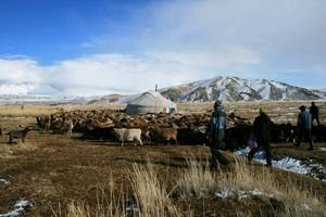 Hatran's Herd of Goats