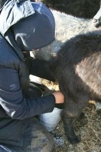 Me, Milking a Goat