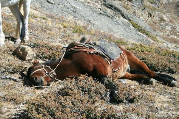 Tired Pony At The Top 