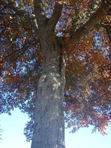 a beautiful oak tree