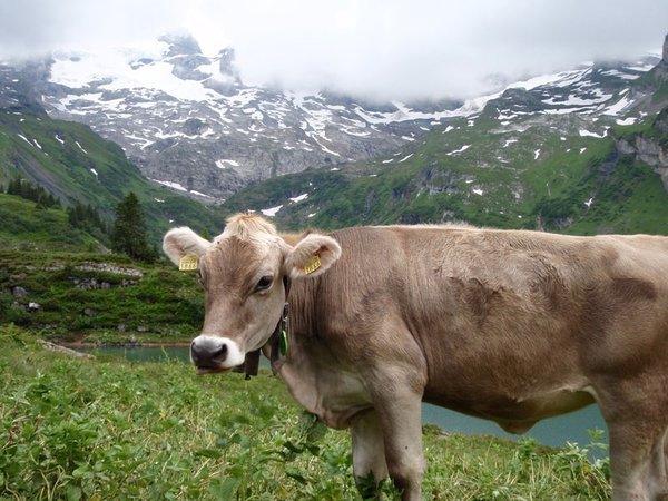 Swiss cow with cowbell