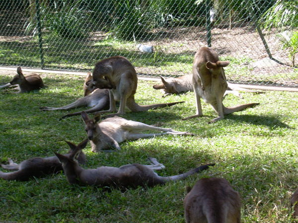 More Kangaroos v2