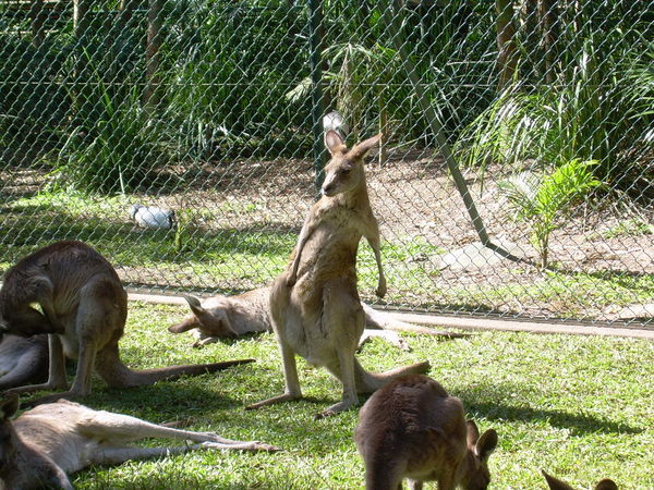 Funny Kangaroo | Photo