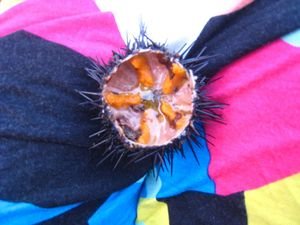 Sea Urchin feast