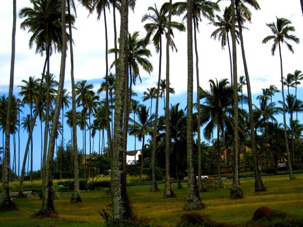 Fields of Coconut Trees