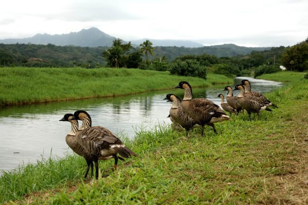 Endangered geese on the Hanalei River