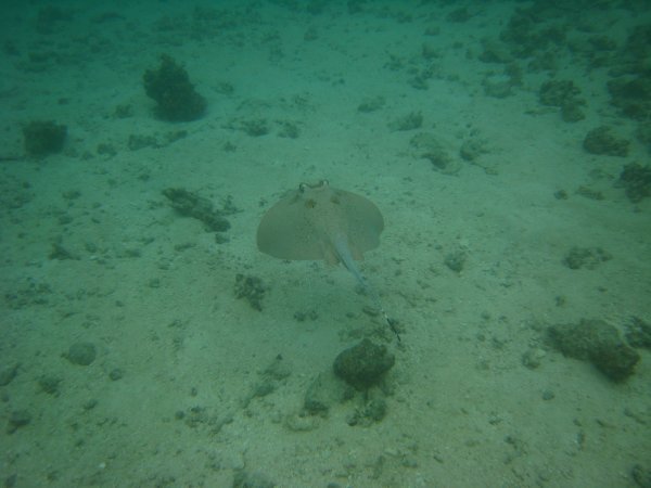 2nd Scuba Dive