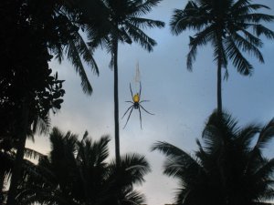 Lavena Village Spider