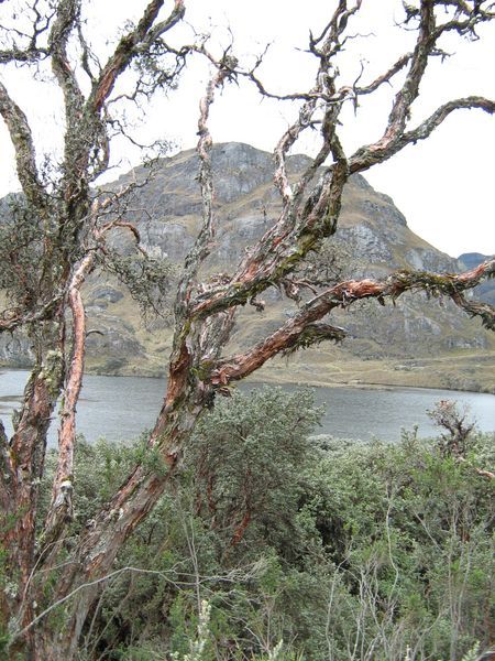 Hiking in Cajas