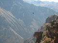 Condors in the Canyon