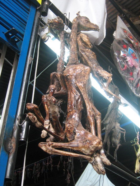 Dried llama fetuses