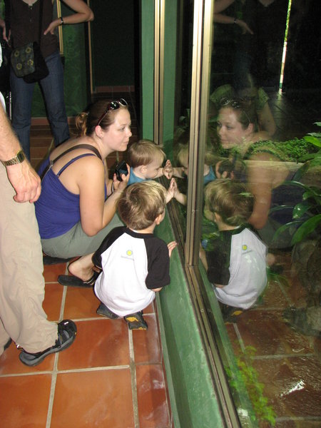 Looking at frogs at the zoo