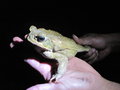 toad on the night hike