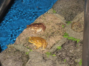 Toads by the pool 