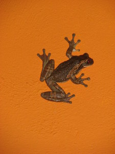 Tree frog on the wall