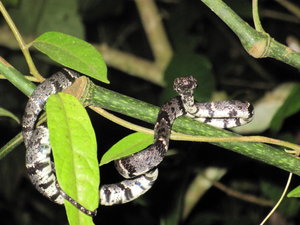 snake on the night hike