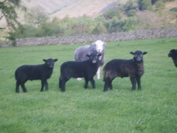 3 wise lambs