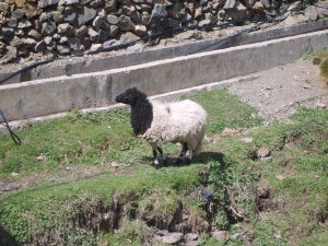 Sheep or Lama ??
