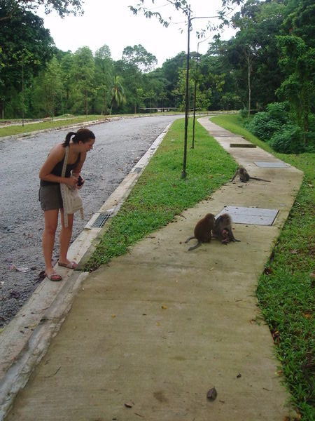 Me very tired n jet lagged amazed by the wild monkeys!!!!