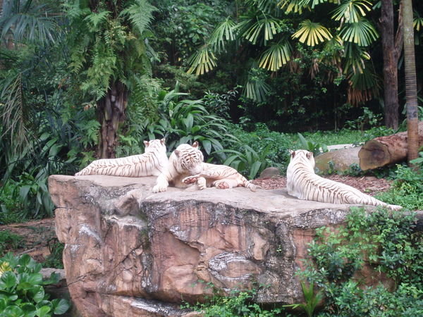 Very close to these guys at the zoo...amazing!!!!