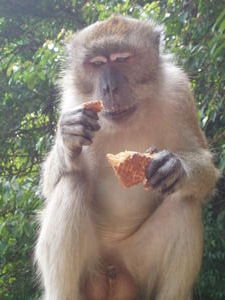 Naughty wild monkey eating chocolate lol!!!!!