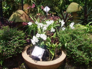 Nice white orchid....i have so many pics...love them!!!!!