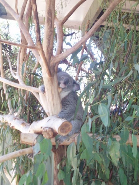 cute cute koalas!!!!!!!