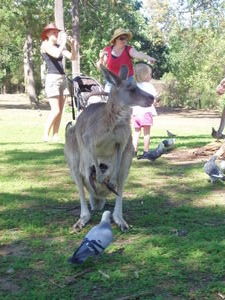 kangaroo with its joeyyyyyy!!!!!!!!