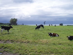 hundreds of cows and calfs on the walk!!!!!