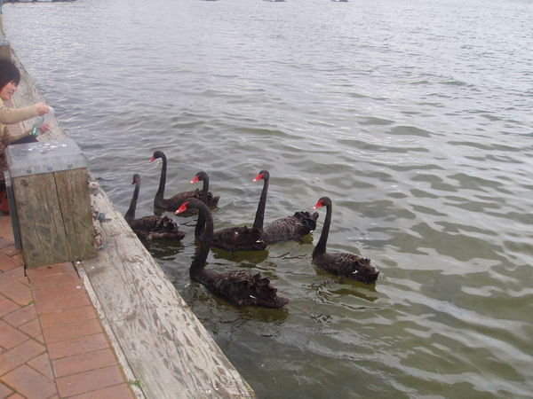 Black Swans!!!!!!!!!!!!!!