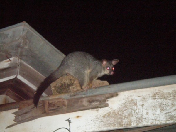the possum that lived on the roof!!!!!