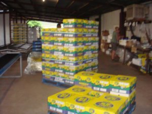 pallets of packed pawpaws!!!!