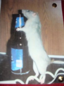rat picture down the pub