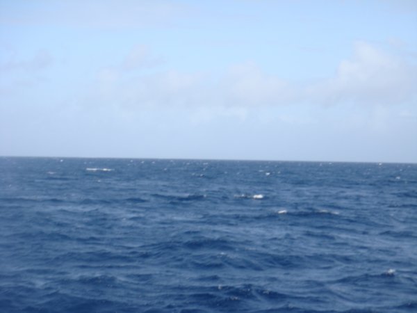 minke whale spotting