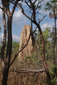cool termite mounds